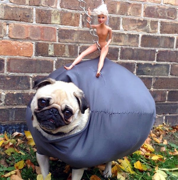 TT Pug Wrecking Ball