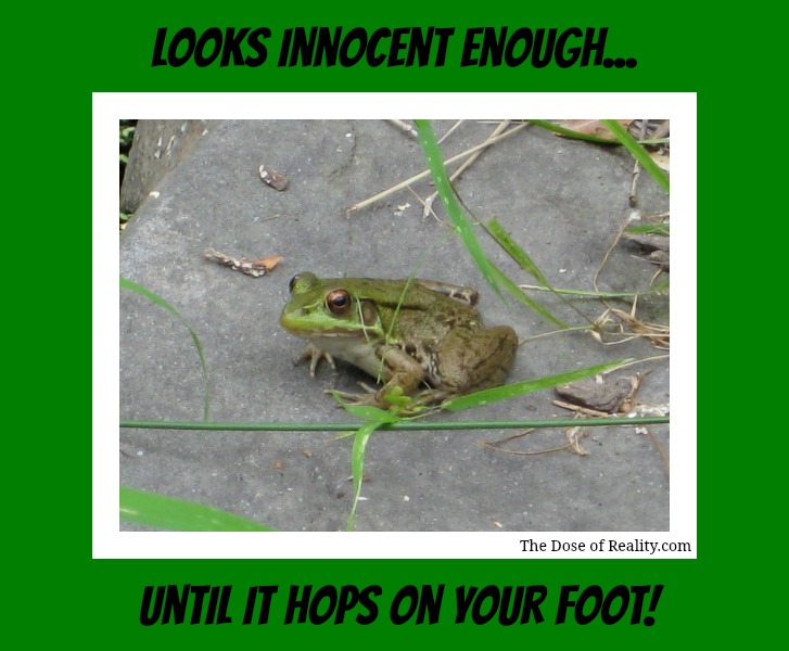 frogphobiapost